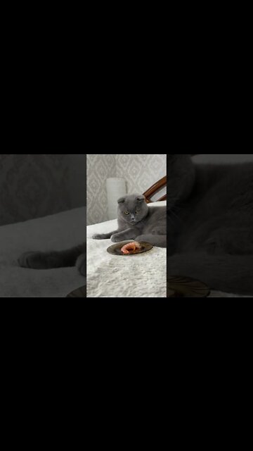 Funny Cats and Kittens Meowing Compilation&Baby Cats -Cute and Funny Cat Videos #short(4)