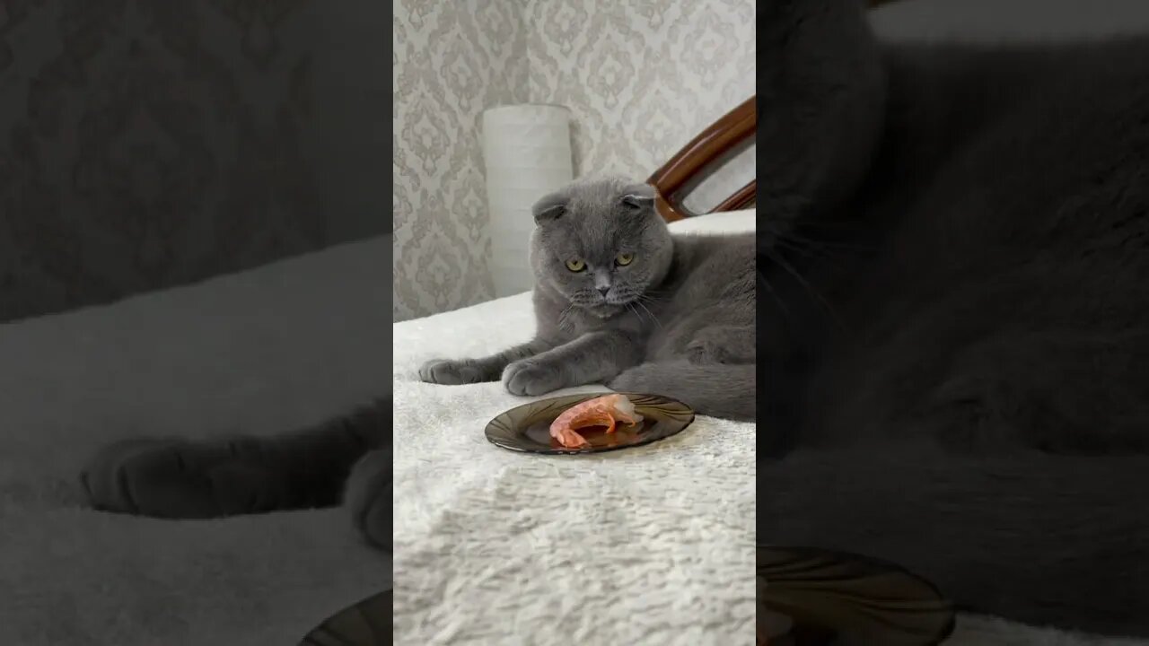 Funny Cats and Kittens Meowing Compilation&Baby Cats -Cute and Funny Cat Videos #short(4)