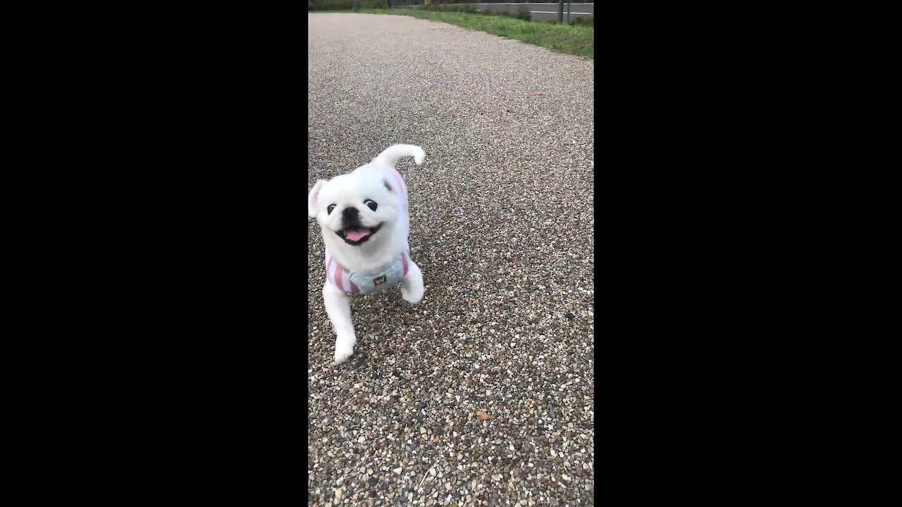 Cute Dog runs to owner