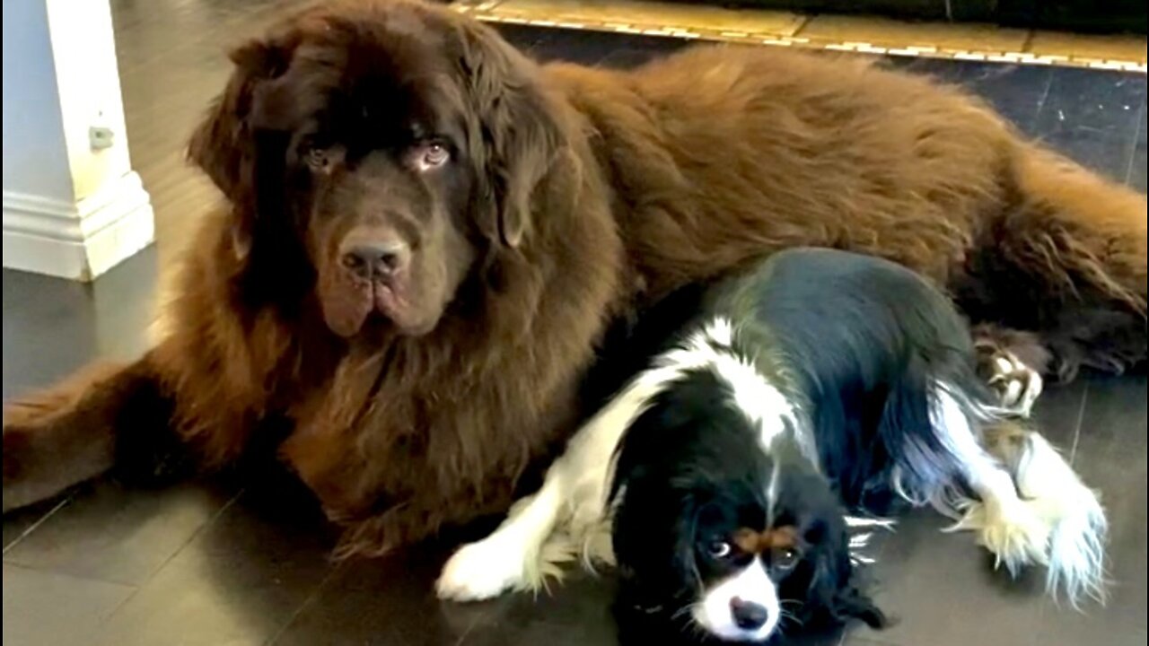 Giant Newfoundland Dog Burps After His Snack