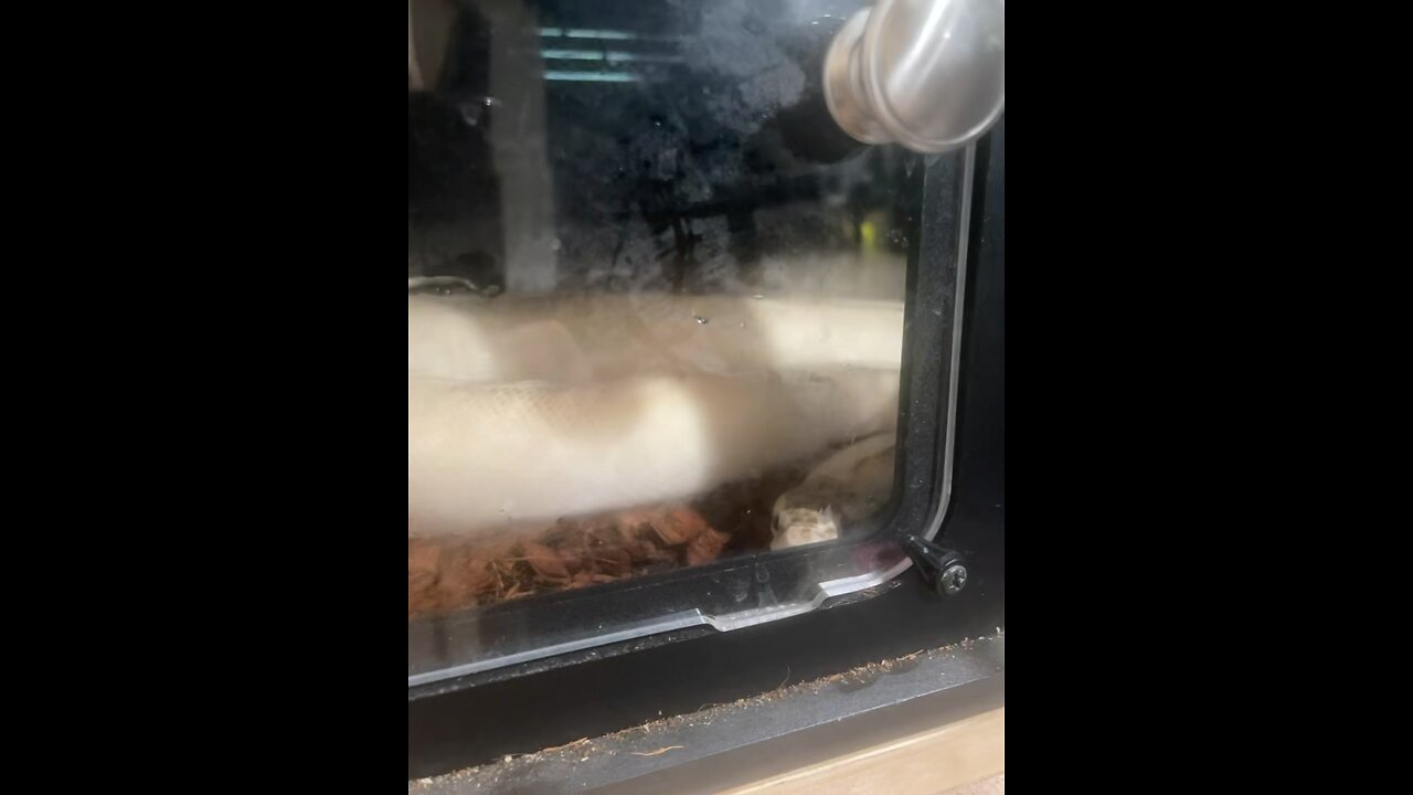 Fresh look hungry belly