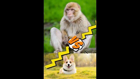 fighting eith dog and monkey #animal fighting