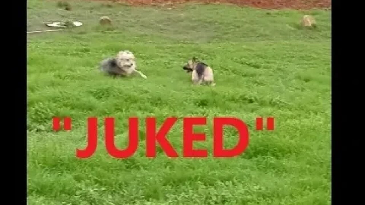 Australian German Shepherds NFL "JUKED" | K9 D.I.Y in 4D