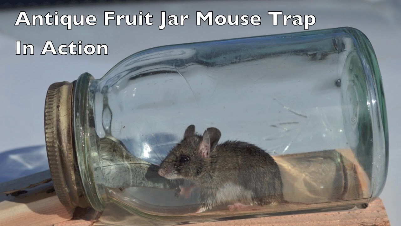 Antique Fruit Jar Mouse Trap In Action. Mouse Trap Mondays