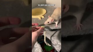 Pet Rat Tries Fruits For The First Time!