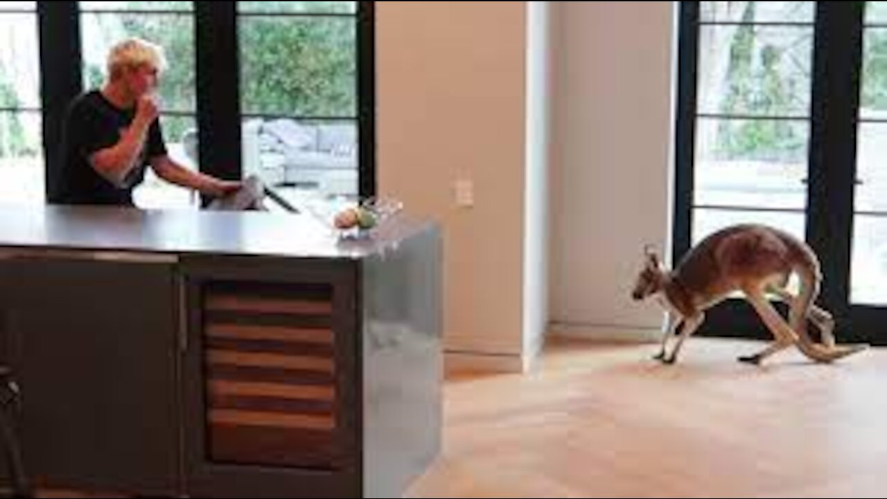 Jake Paul fights off wild Kangaroo