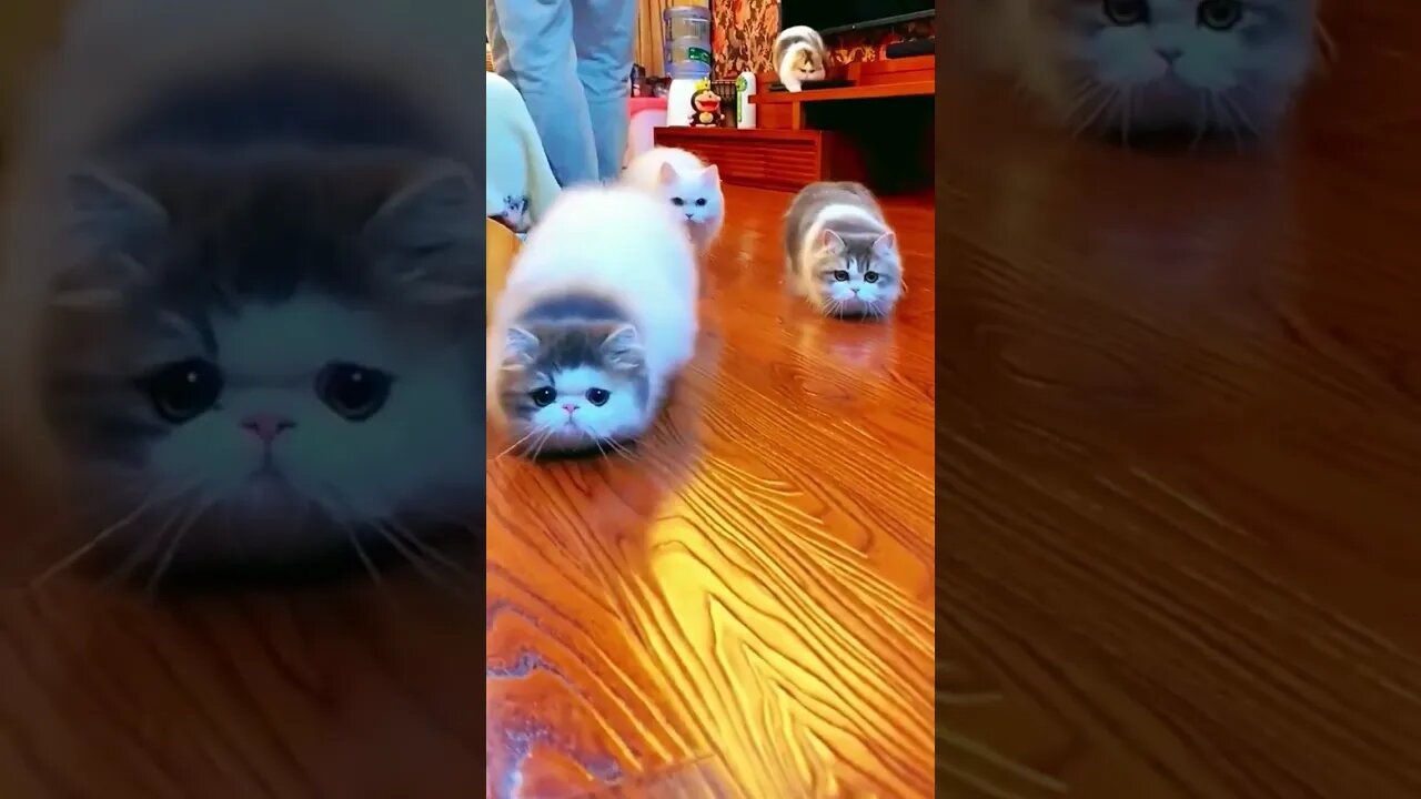 cute cats 🐈 😻