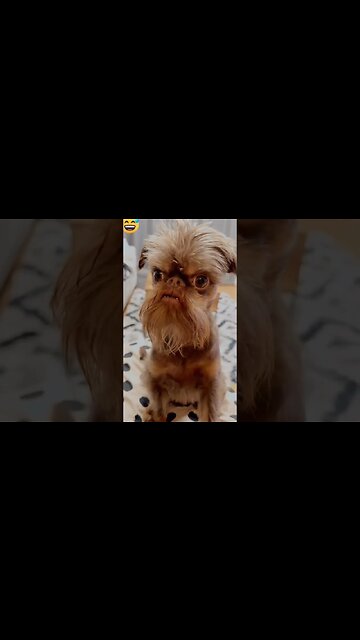 what you lookin at ? 🐶