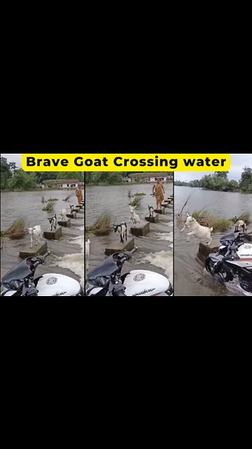 Brave Goat crossing water