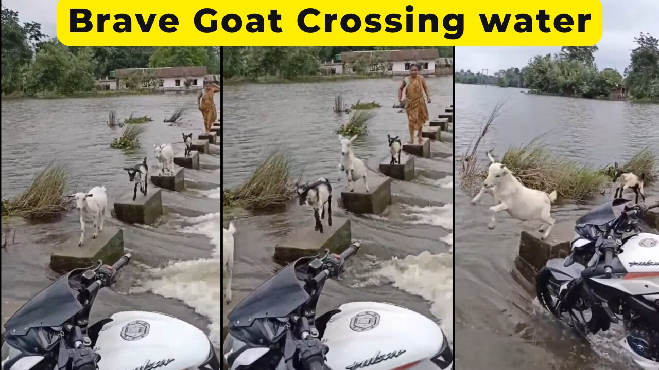 Brave Goat crossing water