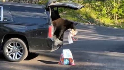 Bear steals crackers from car