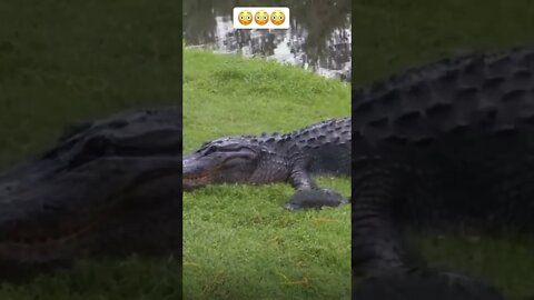 What 😳😳 #shorts #crocodile #tortoise #wow #viral #saintpee #hype