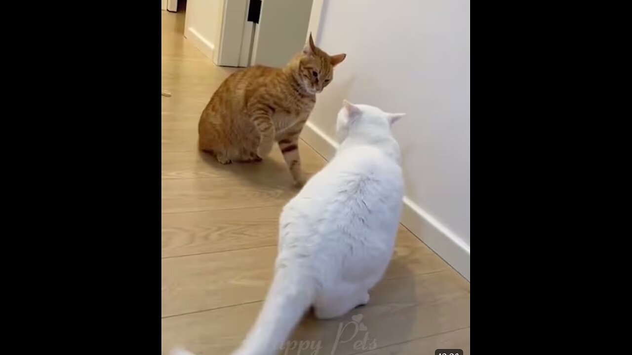 Funny Animals comedy video 🐈🐱😂🐈😂😂