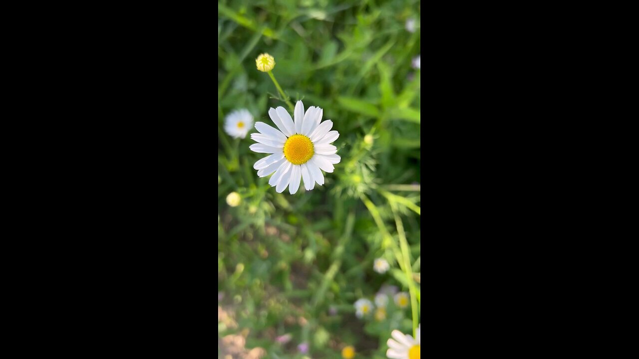 Meditation Music with White Flower in Jungle