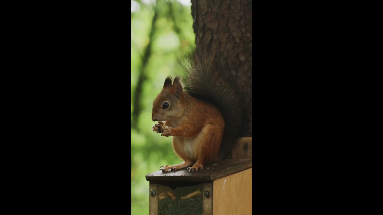 video of the squirrel