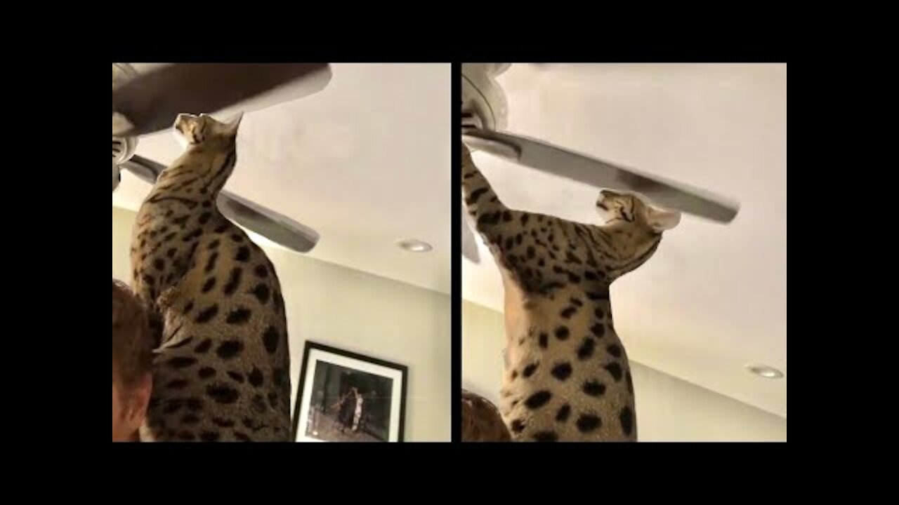 cat loves getting smacked by ceiling fan and some funny stories ..Let's watch & get fun!!!