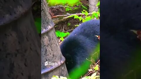 BLACK BEAR KILL SHOT MAINE #shorts #bear #shortvideo