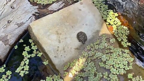 TheFamilyDoes Adds Turtles to the Backyard Sanctuary