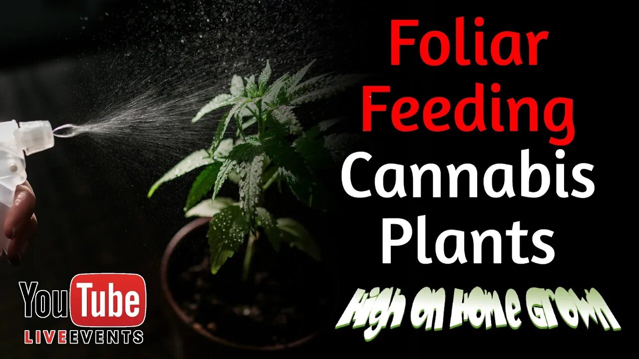 3k Subs Special, Huge Giveaways | Foliar Feeding Cannabis Plants | Cannabis News | Episode 156