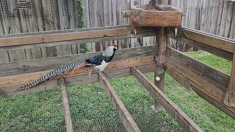 UBPC Victoria de Kendall comprometida con la soberanía alimentar mediante la cría de faisanes.