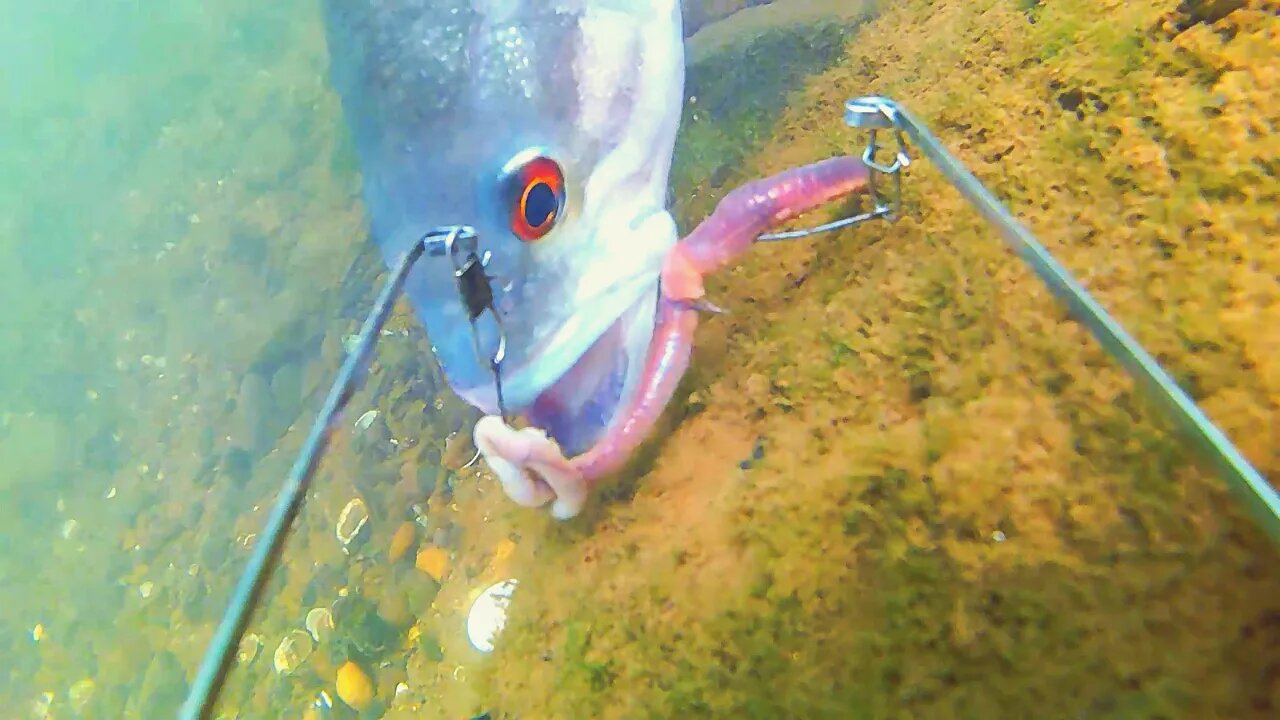 What fish will eat a worm in the Tennessee River?