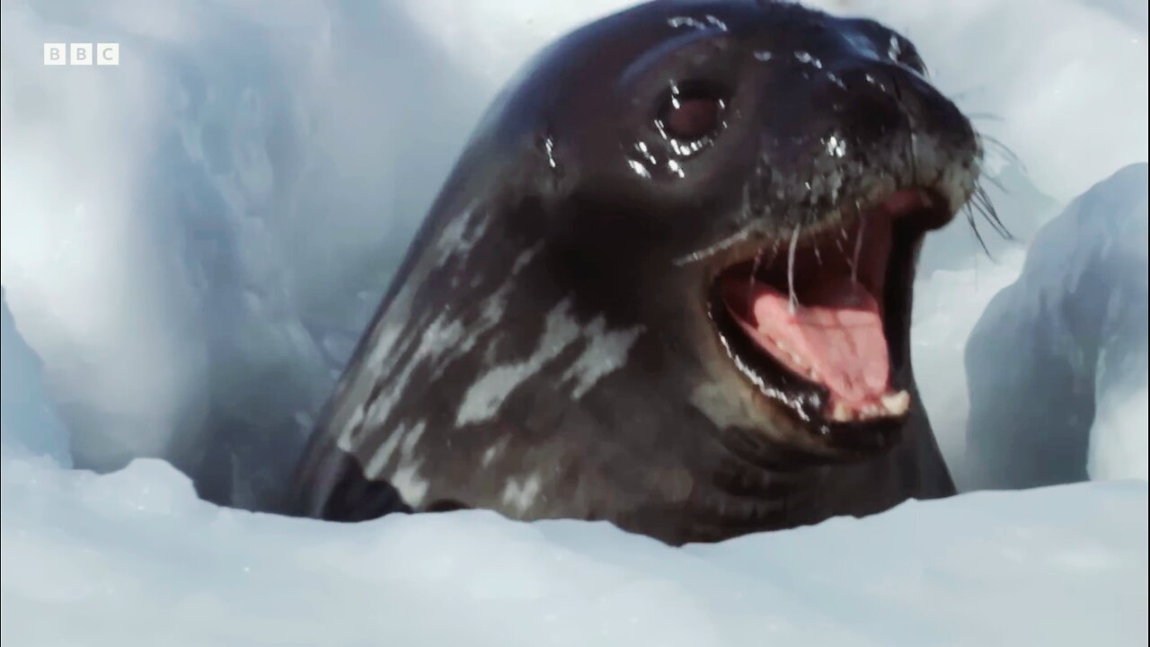 Two-Week-Old Seal Learns to Swim | Animal Super Parents| BBC Earth 🌎