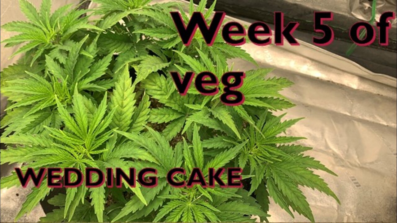 Week 5 of veg of Weddng cake