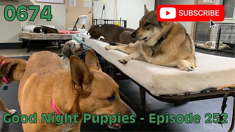 [0674] GOOD NIGHT PUPPIES - EPISODE 252 [#dogs #doggos #doggies #puppies #dogdaycare]