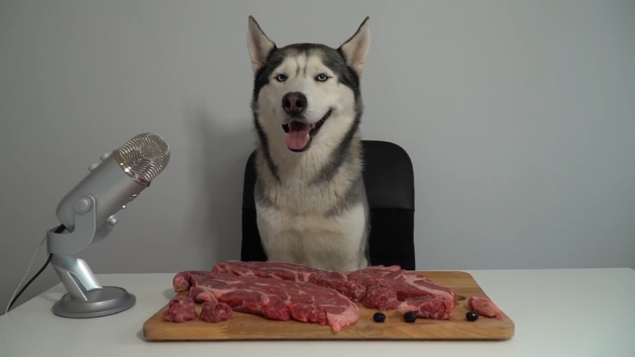 Husky Dog Eating Raw Beef meet.