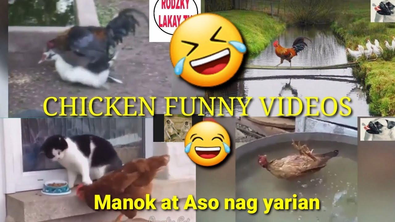 chicken funny videos _ funny animal videos 2021