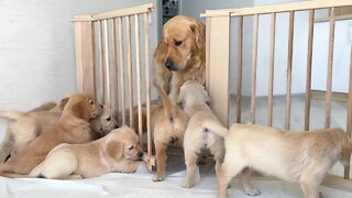 Golden Retriever Dad Meets His 11 Puppies