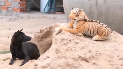 Troll Prank Dog Funny & fake Lion and Fake Tiger Prank To dog & Huge Box Prank to dog