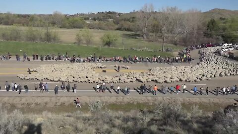 A record number of people watch sheep cross Highway 55 in Idaho