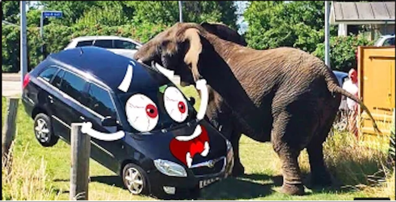 Elephant Attacks Car