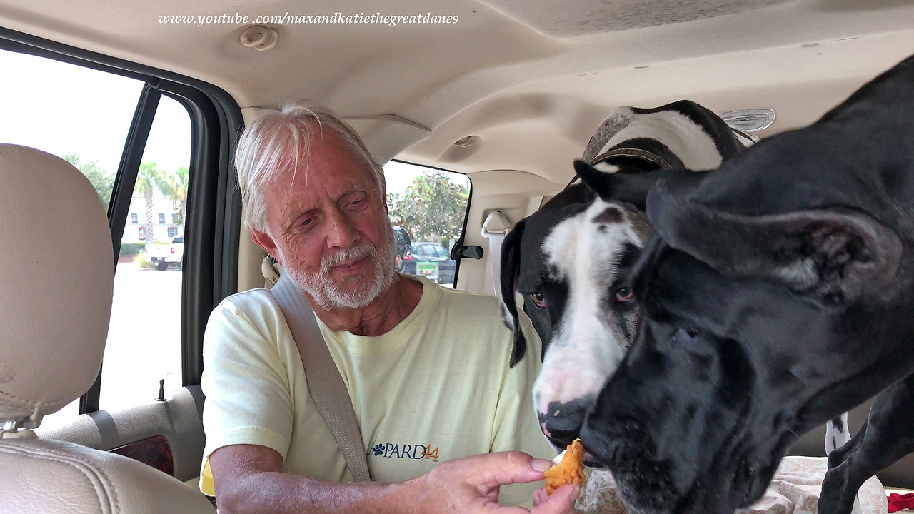 Great Dane and Puppy Enjoy Publix Chicken Fingers