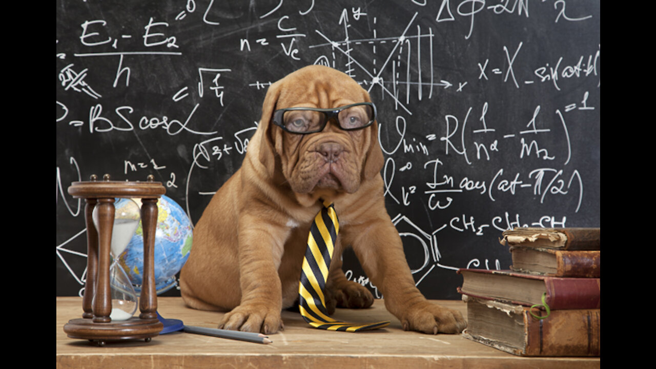 The smartest dog in the world you will ever find