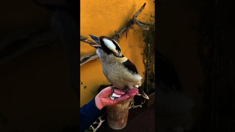Que coisa linda