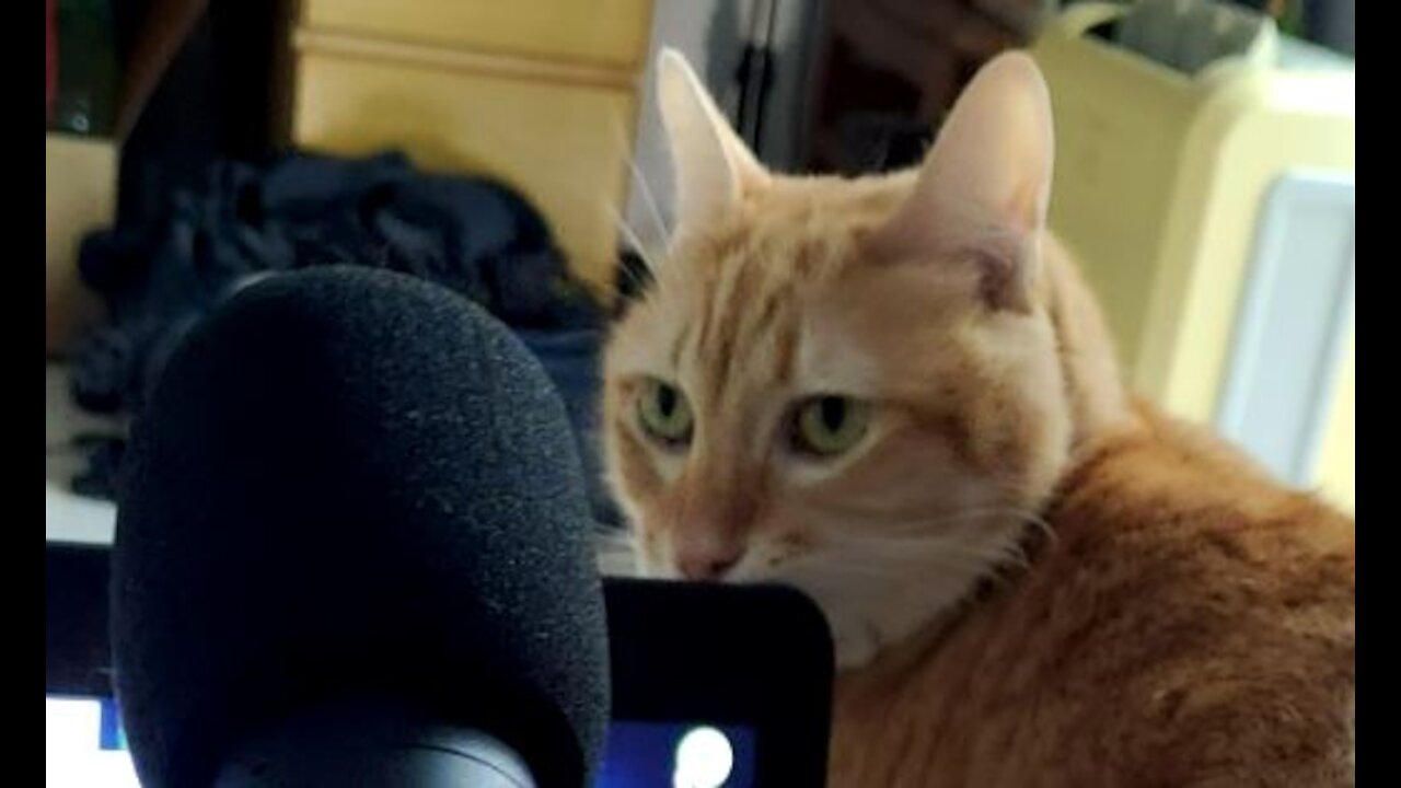 (ASMR) Kitty Pong-Hoo tickles us with meows and purrrrs