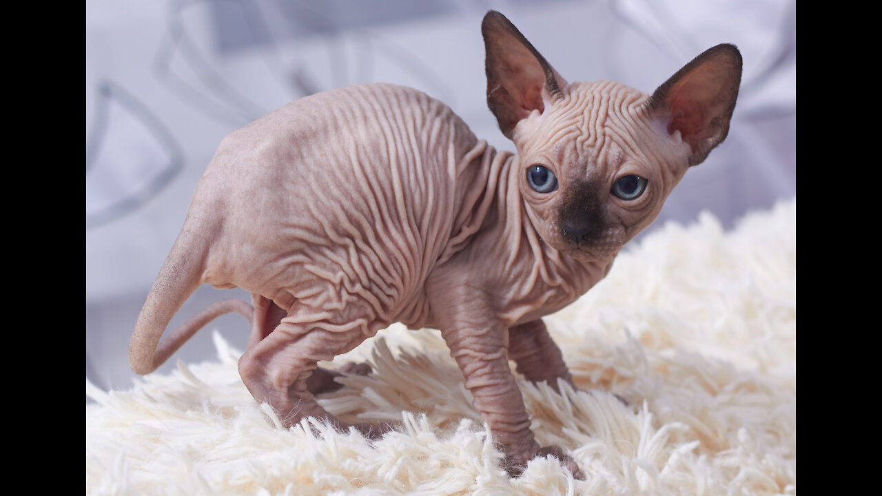 Sphynx Cats 101: Fun Facts