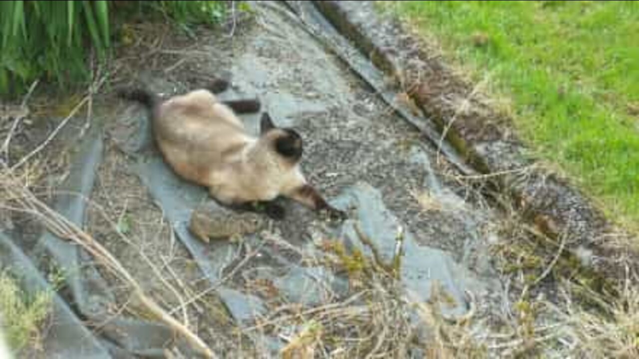 Scappa al gatto, ma viene preso dalla civetta