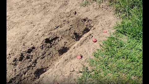 Potatoes Planted