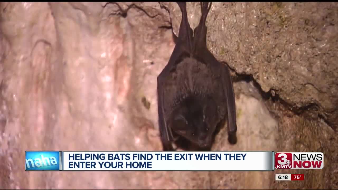 Bat Removal