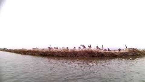 Pelicans on Elkhorn Slough, CA #Shorts