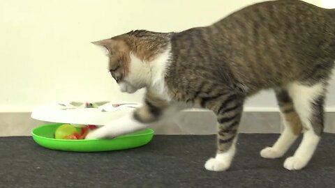 Funny Cat Wiggles His Butt and Attacks