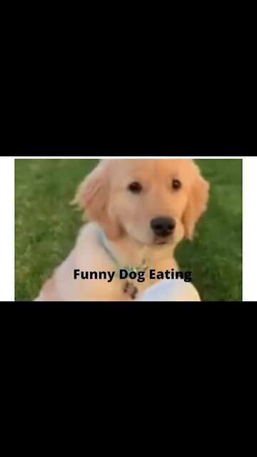 Funny dog eating ice-cream