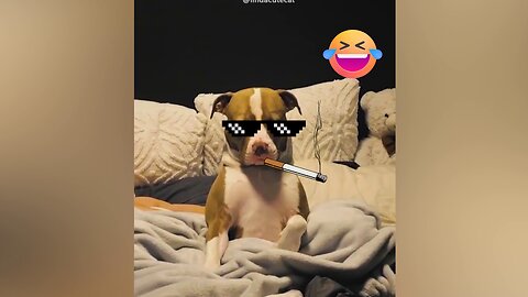 New Funny Animals 2023 😅 Funniest Cats and Dogs 😹🐶 Videos