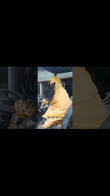 the end 😂😂😂 #shorts #shortvideo #youtubeshorts #funny #funnyvideo #fails