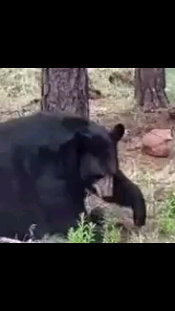 PUTIN SEEN PRACTICEING ON A TREE THINKIN OF BIDEN