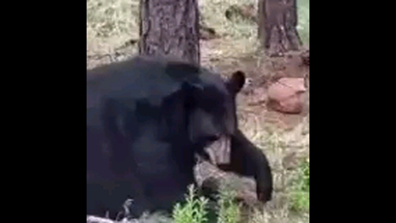 PUTIN SEEN PRACTICEING ON A TREE THINKIN OF BIDEN