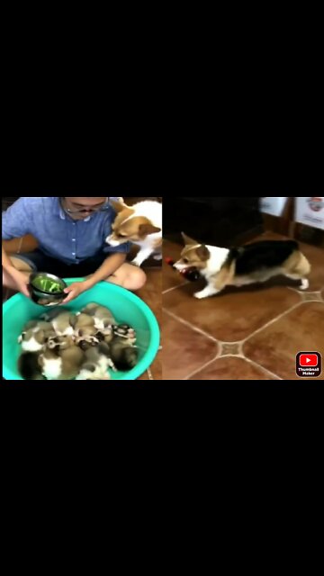 Me and dodo help the showering dog baby's